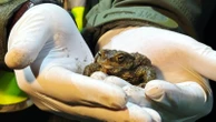 Citizen 'Frog Patrol' helps amphibians survive a dangerous road journey in Poland