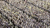 How the Unification Church is linked to an investigation into South Korea's former first lady