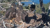 Viral bald eaglets get ready to fly