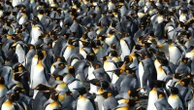 King penguins are benefiting from a warming world. But that could change