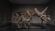 Triceratops skeleton 'Trey' to hit the auction block as dinosaur market soars