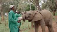 Elephants, people square off as food scarcity in Kenya sets off struggle