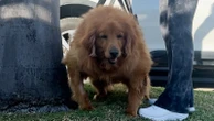 Obese golden retriever who couldn't stand gets new lease on lifeFrannie the golden retriever has lost 31 pounds in just two months.2/28/2024 05:52:00 EST