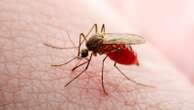 States across US are seeing an increase in mosquitoes with West Nile virus