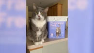 10-year-old rescue cat becomes a model for TargetHercules the cat is getting his star turn.4/23/2024 04:18:00 EDT
