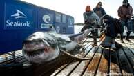 Are white sharks off Ireland's coast? American research group hopes to solve mystery