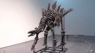 Should private buyers be able to own dinosaur fossils? Sale of 'Apex' renews debate