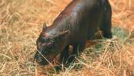 2 adorable pygmy hippos pitted against each other in cuteness contest