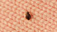 How travelers can avoid bedbugs, look for signs