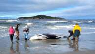 New Zealand scientists suspect specimen of world's rarest whale died from head injuries