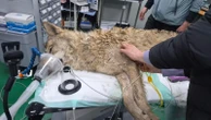 South Koreans breath sighs of relief as escaped wolf is returned to zoo safely
