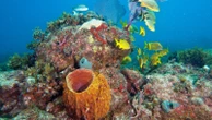 How Florida's planned coral 'baby boom' will help fortify its coastal reef system