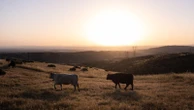 Could more cattle cause record beef prices to drop? Ranchers say it's not that simple