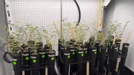 Chickpeas have successfully grown and been harvested in simulated moon dirt