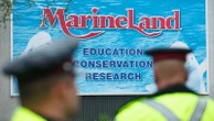 Marineland asks Canadian government for emergency cash to feed whales — or euthanasia imminent