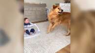 Baby can't stop belly laughing when dog gets the zoomies