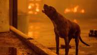 Animal shelter takes in 300 animals amid LA firesPasadena Humane says it has taken in over 300 animals.1/9/2025 07:25:00 EST