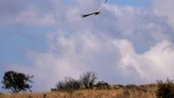 Conservationists release rehabbed vultures back into wild on South Africa mountain