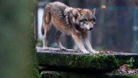 European Parliament votes to lower protections on wolves