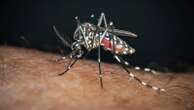 2 locally acquired dengue cases reported in this county as US total rises to 6,800