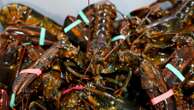 Plan for stricter lobster fishing rules delayed as species shows decline in babies