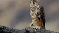 A raptor with no qualms about eating its opponents wins New Zealand's annual bird election