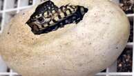 LA Zoo hatches first-ever perentie lizards, one of largest lizard species in the world