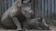 Cutting off rhinos' horns is a contentious last resort to stop poaching. A new study found it works
