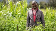 How Malawi is taking AI technology to small-scale farmers who don't have smartphones