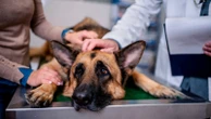 1st ever annual flea, tick shot for dogs