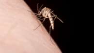 Major US county reports local dengue cases