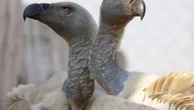 More than 100 vultures die in a mass poisoning in South Africa's flagship national park