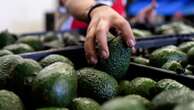 US to hand over pest inspections of Mexican avocados to Mexico and California growers aren't happy