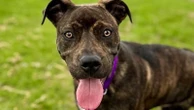 Meet Bella, the 5-legged dog up for adoption