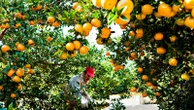 Orange shortages send juice prices soaring, prompt possible changesThe staple breakfast beverage could be impacted by low crop yield. 5/31/2024 02:42:36 EDT