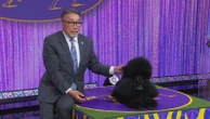 Meet 2024 Westminster best in show dog SageSage came out on top at the 148th Annual Westminster Kennel Club Dog Show.5/15/2024 09:07:00 EDT