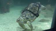 Sea turtle with 'bubble butt syndrome' gets 3D-printed harness to help with swimming