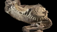 Rare dinosaur mummies help scientists recreate their prehistoric lives