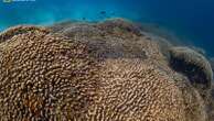 World’s largest coral reef discovered off the Solomon Islands