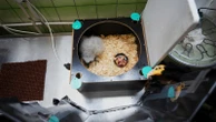 Zookeepers in Prague turn into puppeteers to save baby vultures