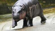 The Thai zoo home to baby hippo and internet sensation Moo Deng is patenting the pygmy