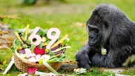 Happy 69th birthday to Fatou, the world's oldest gorilla living in captivity