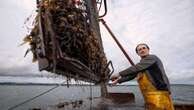 Oyster risks explained, debunked by marine experts