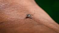 How to tell West Nile, dengue and EEE apart