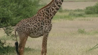 How many giraffe species are in Africa? New scientific analysis quadruples the count
