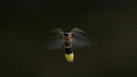 Fireflies are lighting up summer skies. But the glowing bugs are still on the decline