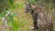 Iberian lynx rebounds from ‘endangered’ status