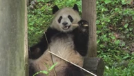 Adorable pair of pandas prepare for journey to US from ChinaPandas Yun Chuan and Xin Bao will reside at the San Diego Zoo.6/27/2024 11:10:16 EDT