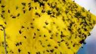 Mexican ranchers struggle to adapt as a tiny parasite ravages their cattle exports