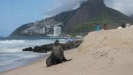 Not quite the 'Girl from Ipanema', a fur seal's rare appearance on Rio's famous beach turns heads